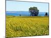 Field of Sunflowers, Lake of Bolsena, Bolsena, Viterbo Province, Latium, Italy-Nico Tondini-Mounted Premium Photographic Print