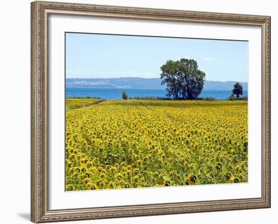 Field of Sunflowers, Lake of Bolsena, Bolsena, Viterbo Province, Latium, Italy-Nico Tondini-Framed Photographic Print