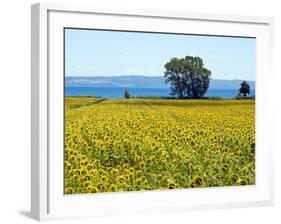 Field of Sunflowers, Lake of Bolsena, Bolsena, Viterbo Province, Latium, Italy-Nico Tondini-Framed Photographic Print