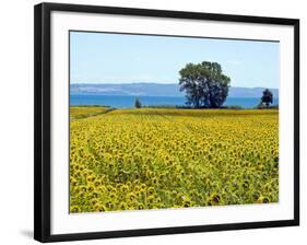 Field of Sunflowers, Lake of Bolsena, Bolsena, Viterbo Province, Latium, Italy-Nico Tondini-Framed Photographic Print