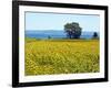 Field of Sunflowers, Lake of Bolsena, Bolsena, Viterbo Province, Latium, Italy-Nico Tondini-Framed Photographic Print