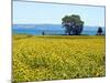 Field of Sunflowers, Lake of Bolsena, Bolsena, Viterbo Province, Latium, Italy-Nico Tondini-Mounted Photographic Print