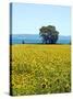 Field of Sunflowers, Lake of Bolsena, Bolsena, Viterbo Province, Latium, Italy-Nico Tondini-Stretched Canvas