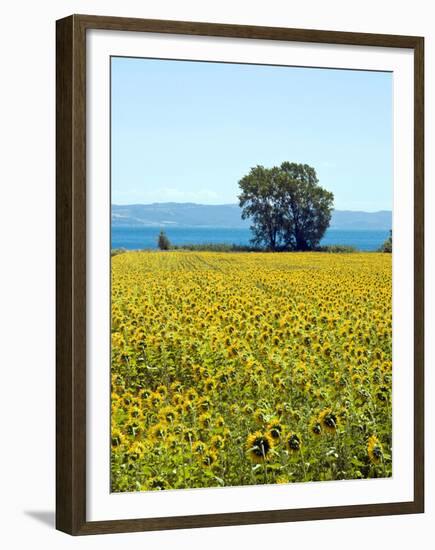 Field of Sunflowers, Lake of Bolsena, Bolsena, Viterbo Province, Latium, Italy-Nico Tondini-Framed Premium Photographic Print