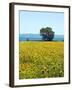 Field of Sunflowers, Lake of Bolsena, Bolsena, Viterbo Province, Latium, Italy-Nico Tondini-Framed Premium Photographic Print