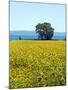 Field of Sunflowers, Lake of Bolsena, Bolsena, Viterbo Province, Latium, Italy-Nico Tondini-Mounted Premium Photographic Print