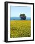 Field of Sunflowers, Lake of Bolsena, Bolsena, Viterbo Province, Latium, Italy-Nico Tondini-Framed Photographic Print