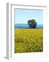 Field of Sunflowers, Lake of Bolsena, Bolsena, Viterbo Province, Latium, Italy-Nico Tondini-Framed Photographic Print