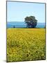 Field of Sunflowers, Lake of Bolsena, Bolsena, Viterbo Province, Latium, Italy-Nico Tondini-Mounted Photographic Print