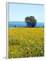 Field of Sunflowers, Lake of Bolsena, Bolsena, Viterbo Province, Latium, Italy-Nico Tondini-Framed Photographic Print