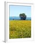 Field of Sunflowers, Lake of Bolsena, Bolsena, Viterbo Province, Latium, Italy-Nico Tondini-Framed Photographic Print