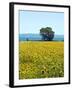 Field of Sunflowers, Lake of Bolsena, Bolsena, Viterbo Province, Latium, Italy-Nico Tondini-Framed Photographic Print