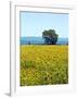 Field of Sunflowers, Lake of Bolsena, Bolsena, Viterbo Province, Latium, Italy-Nico Tondini-Framed Photographic Print