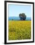 Field of Sunflowers, Lake of Bolsena, Bolsena, Viterbo Province, Latium, Italy-Nico Tondini-Framed Photographic Print