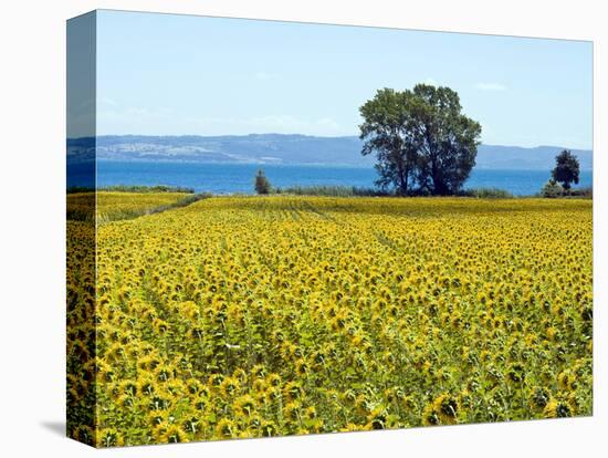 Field of Sunflowers, Lake of Bolsena, Bolsena, Viterbo Province, Latium, Italy-Nico Tondini-Stretched Canvas