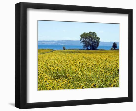 Field of Sunflowers, Lake of Bolsena, Bolsena, Viterbo Province, Latium, Italy-Nico Tondini-Framed Photographic Print