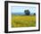 Field of Sunflowers, Lake of Bolsena, Bolsena, Viterbo Province, Latium, Italy-Nico Tondini-Framed Photographic Print