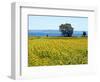 Field of Sunflowers, Lake of Bolsena, Bolsena, Viterbo Province, Latium, Italy-Nico Tondini-Framed Photographic Print