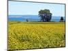 Field of Sunflowers, Lake of Bolsena, Bolsena, Viterbo Province, Latium, Italy-Nico Tondini-Mounted Photographic Print