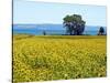 Field of Sunflowers, Lake of Bolsena, Bolsena, Viterbo Province, Latium, Italy-Nico Tondini-Stretched Canvas