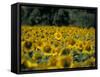 Field of Sunflowers Near Priene, Anatolia, Turkey-R H Productions-Framed Stretched Canvas