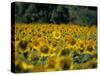 Field of Sunflowers Near Priene, Anatolia, Turkey-R H Productions-Stretched Canvas
