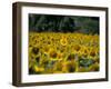 Field of Sunflowers Near Priene, Anatolia, Turkey-R H Productions-Framed Photographic Print