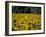 Field of Sunflowers Near Priene, Anatolia, Turkey-R H Productions-Framed Photographic Print