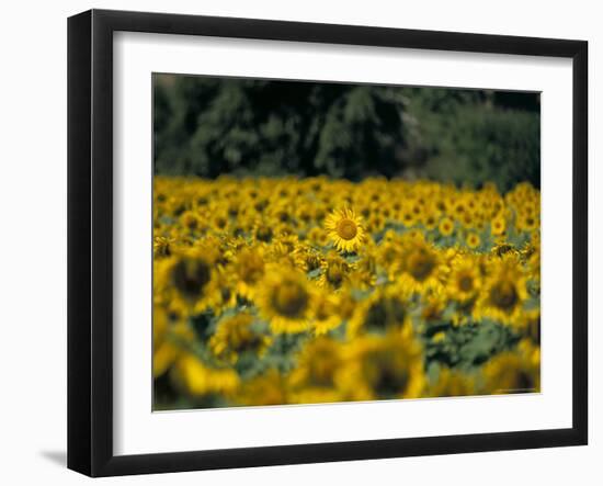 Field of Sunflowers Near Priene, Anatolia, Turkey-R H Productions-Framed Photographic Print