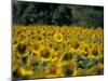 Field of Sunflowers Near Priene, Anatolia, Turkey-R H Productions-Mounted Photographic Print