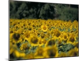 Field of Sunflowers Near Priene, Anatolia, Turkey-R H Productions-Mounted Photographic Print