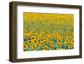 Field of sunflowers, Orenburg Oblast, Russia, Europe-Michael Runkel-Framed Photographic Print
