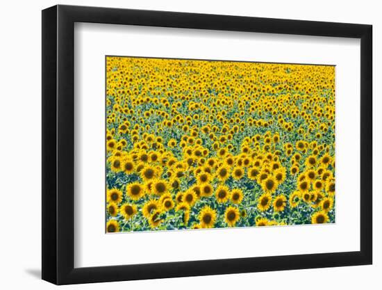 Field of sunflowers, Orenburg Oblast, Russia, Europe-Michael Runkel-Framed Photographic Print