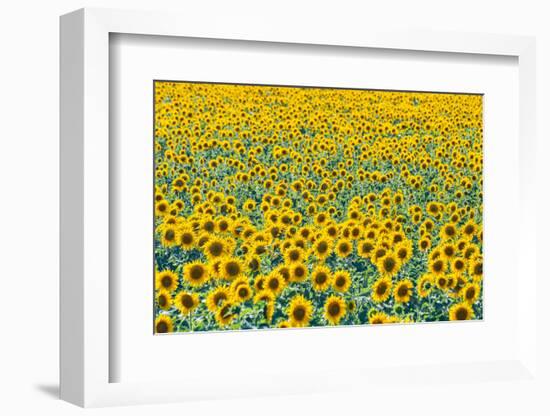 Field of sunflowers, Orenburg Oblast, Russia, Europe-Michael Runkel-Framed Photographic Print