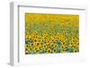 Field of sunflowers, Orenburg Oblast, Russia, Europe-Michael Runkel-Framed Photographic Print