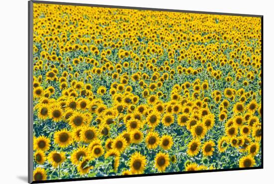 Field of sunflowers, Orenburg Oblast, Russia, Europe-Michael Runkel-Mounted Photographic Print