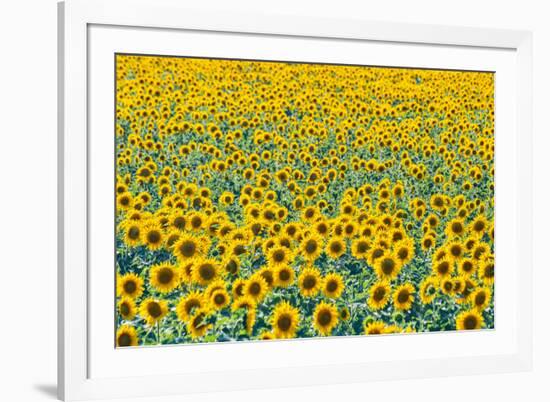 Field of sunflowers, Orenburg Oblast, Russia, Europe-Michael Runkel-Framed Photographic Print