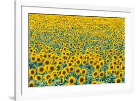 Field of sunflowers, Orenburg Oblast, Russia, Europe-Michael Runkel-Framed Photographic Print