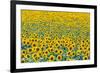 Field of sunflowers, Orenburg Oblast, Russia, Europe-Michael Runkel-Framed Photographic Print