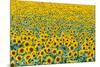 Field of sunflowers, Orenburg Oblast, Russia, Europe-Michael Runkel-Mounted Photographic Print