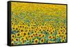 Field of sunflowers, Orenburg Oblast, Russia, Europe-Michael Runkel-Framed Stretched Canvas