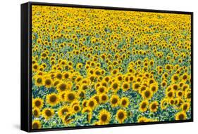 Field of sunflowers, Orenburg Oblast, Russia, Europe-Michael Runkel-Framed Stretched Canvas