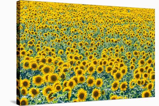 Field of sunflowers, Orenburg Oblast, Russia, Europe-Michael Runkel-Stretched Canvas