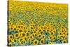 Field of sunflowers, Orenburg Oblast, Russia, Europe-Michael Runkel-Stretched Canvas