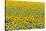 Field of sunflowers, Orenburg Oblast, Russia, Europe-Michael Runkel-Stretched Canvas