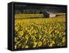 Field of Sunflowers, Provence, France, Europe-Angelo Cavalli-Framed Stretched Canvas