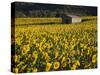 Field of Sunflowers, Provence, France, Europe-Angelo Cavalli-Stretched Canvas