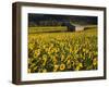 Field of Sunflowers, Provence, France, Europe-Angelo Cavalli-Framed Photographic Print