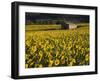 Field of Sunflowers, Provence, France, Europe-Angelo Cavalli-Framed Photographic Print