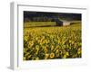 Field of Sunflowers, Provence, France, Europe-Angelo Cavalli-Framed Photographic Print